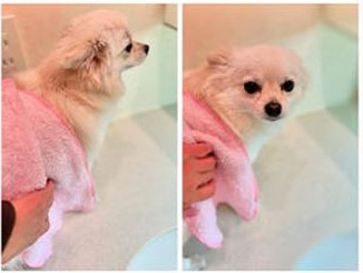 パーフェクトタオルで拭いてもらう愛犬