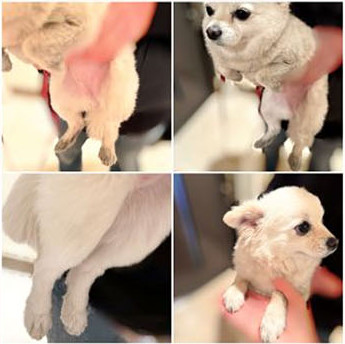 お散歩後に手足や体を拭いてもらう愛犬